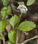 Dwarf ginseng